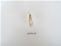 藏品(蟻蛉67)的圖片